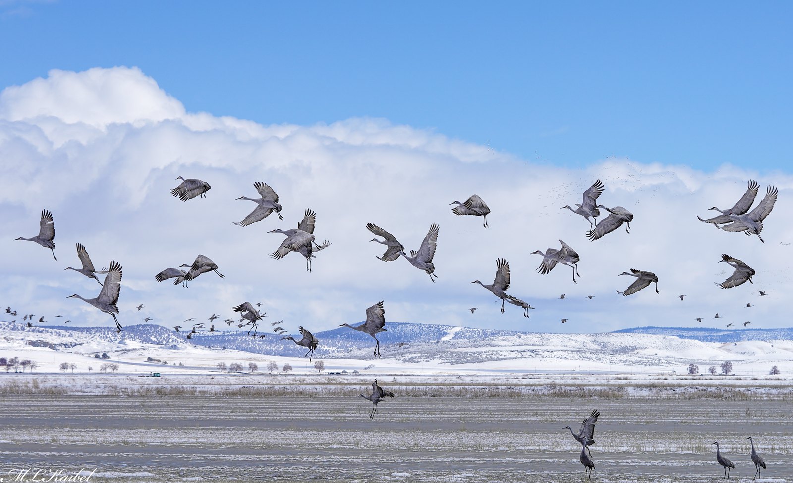 Klamath Falls Wingwatchers — 30+ years of building bird habitat along Lake Ewauna. The Ken Hay Trail expansion adds native plants, irrigation, and accessibility along Highway 97. Hundreds of Bald Eagles annually plus 350+ migratory bird species.