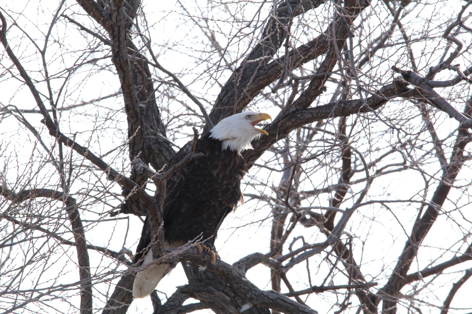 04-Klamath-Falls-Wingwatchers — photo 4