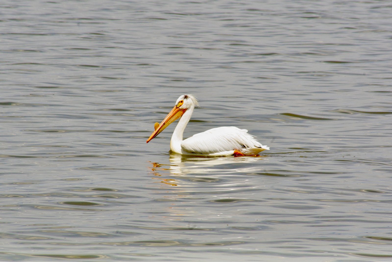 04-Klamath-Falls-Wingwatchers — photo 7