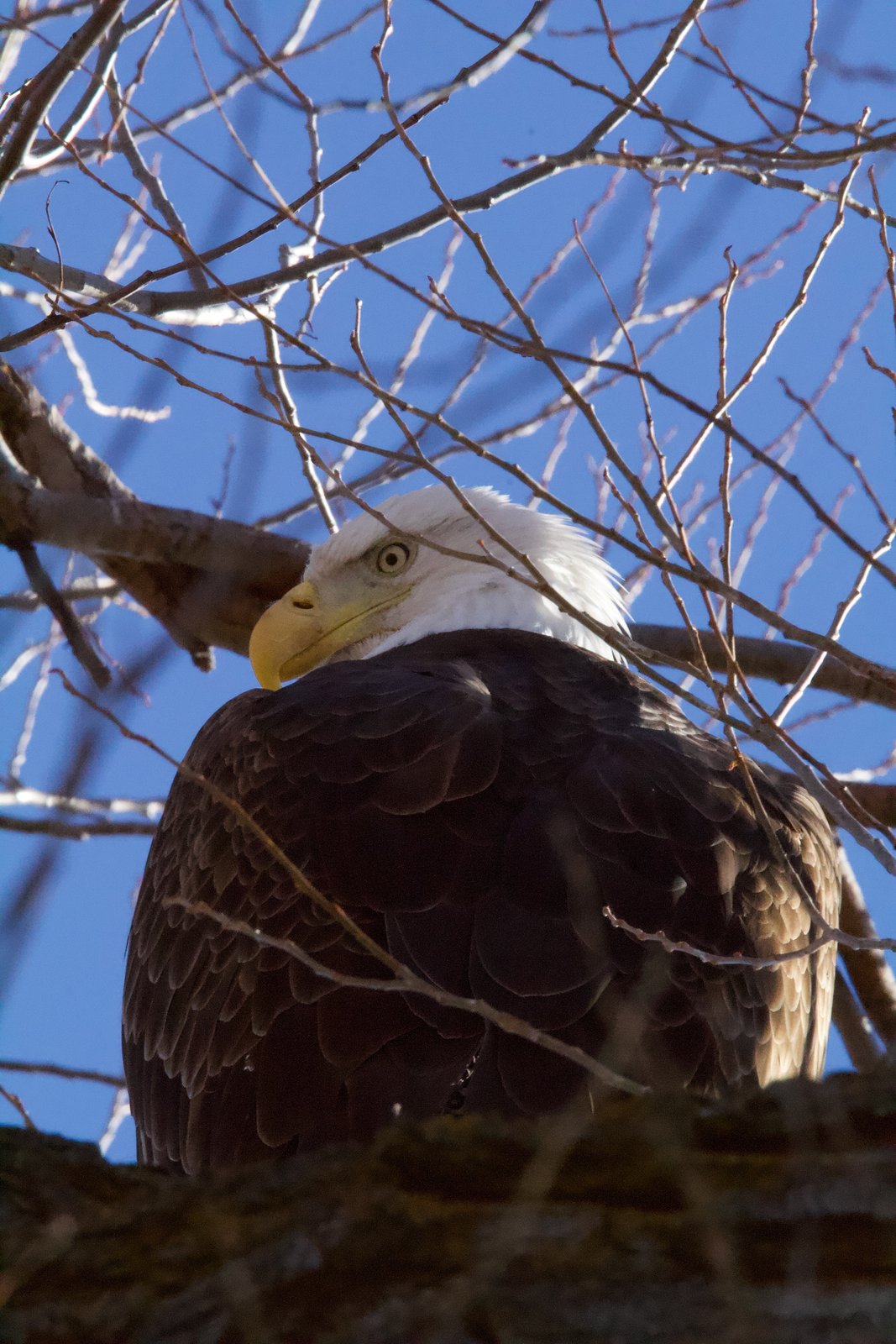04-Klamath-Falls-Wingwatchers — photo 9