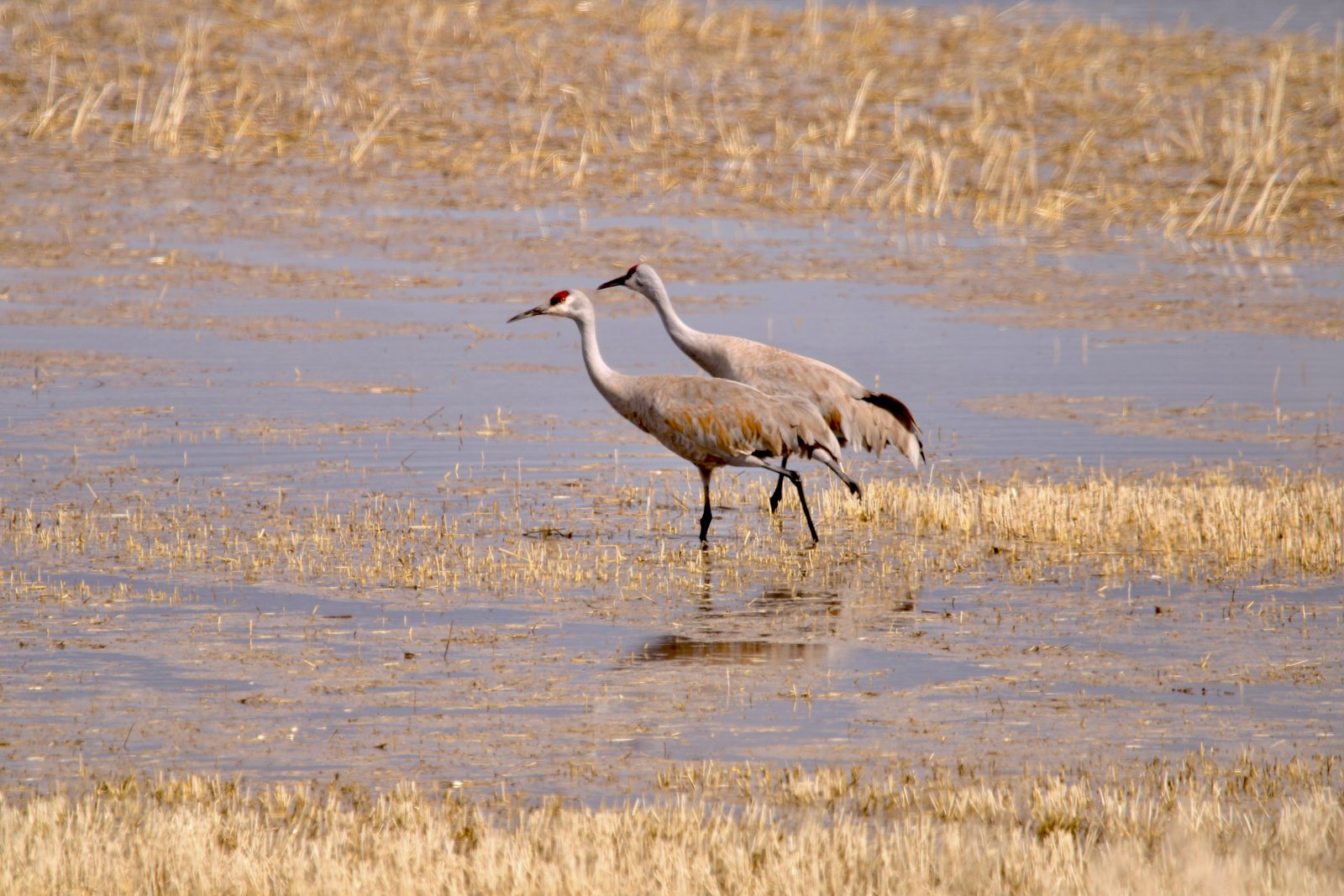 04-Klamath-Falls-Wingwatchers — photo 11