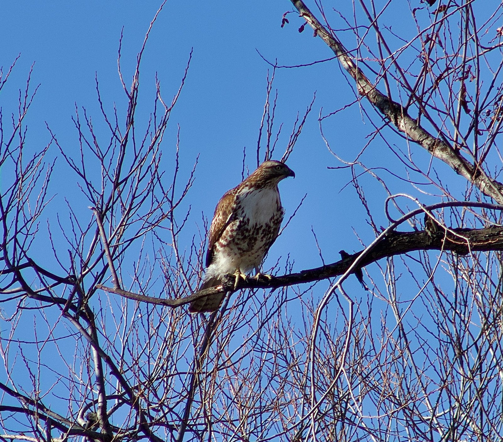 04-Klamath-Falls-Wingwatchers — photo 12