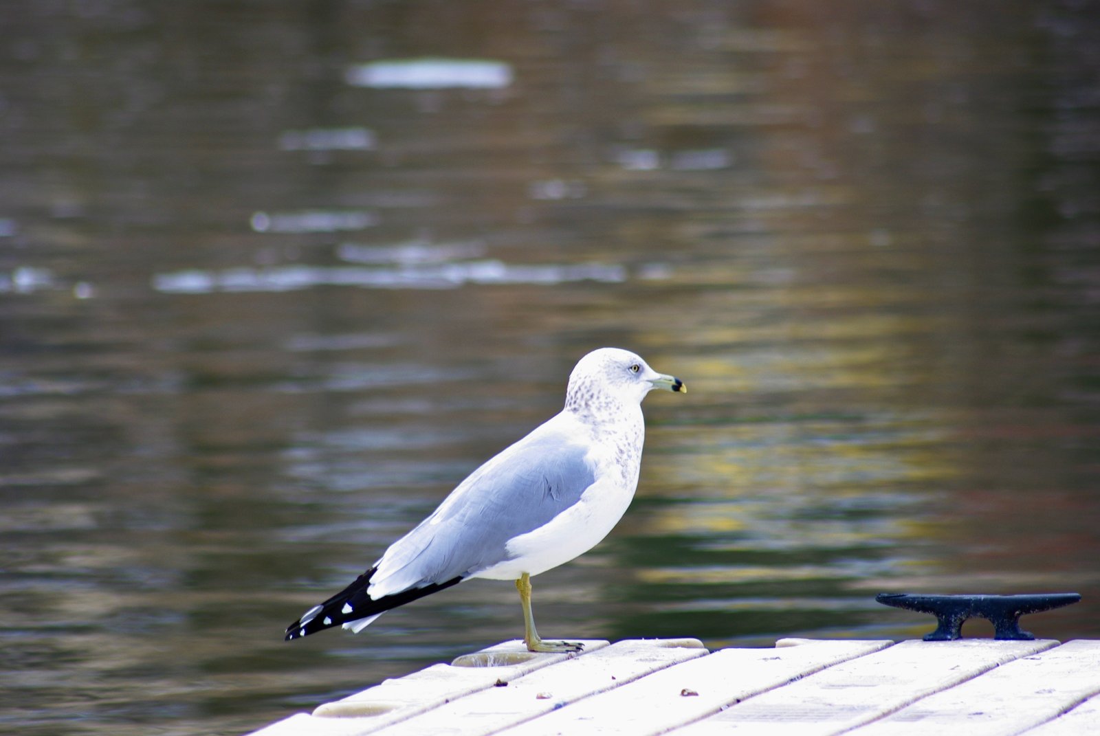 04-Klamath-Falls-Wingwatchers — photo 13